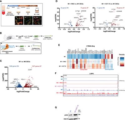 Pro-inflammatory polarization and colorectal cancer modulate alternative and intronic polyadenylation in primary human macrophages